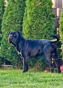 Cane Corso FCI Errant of North - 8