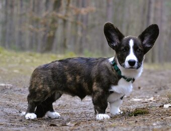 Welsh Corgi Cardigan - Krásný kluk s rodokmenem FCI - 8