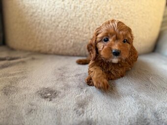 Cavapoo - 8