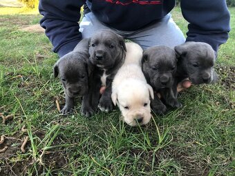 Cane Corso šteniatka - 8