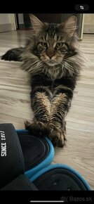 Maine coon - 8
