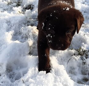 Labrador retriever -  čokoládové šteniatka s PP - 8