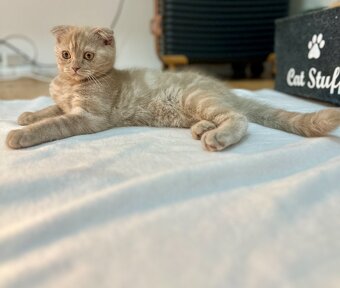 Scottish Fold - 8