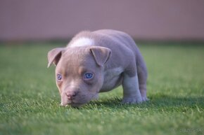 American bully - 8