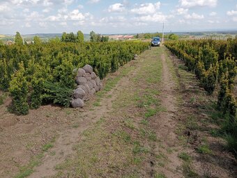 Tis, Taxus, červienka, vavrínovec, tuja - Nitra okolie - 8