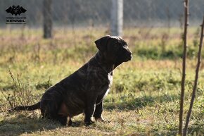 JUNKAI Cerberus Illusion - Uruguajský Cimarron s PP - 8