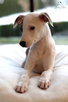 Whippet male - 8