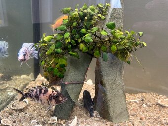 Zabehnute obojstranne Akvarium + Africke cichlidy - 8