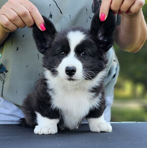 Welsh Corgi Cardigan-štěňata s průkazem původu FCI - 8