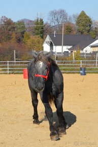 Predám žrebca - Percheron - 8