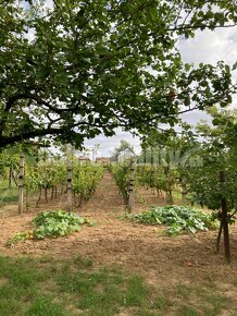 Záhrada s vinicou na predaj. - 8