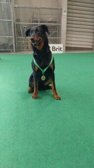 Beauceron s PP - 8