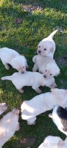 Šteniatka labrador a kríženec zlatý retriever - 8