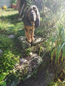 Bloodhound (Chien de Saint-Hubert) - 8