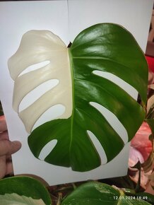 Monstera albo Variegata - odrezky aj ako darček - 8