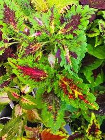 Koleus / coleus / africká žihľava /okrasná žihľava - 8