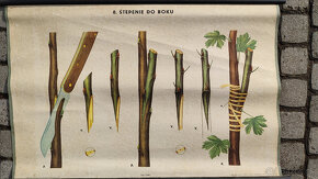 Vrúbľovanie stromov - školské plagáty - 8