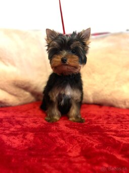 Yorkshire terrier, mini york, jorkšírsky teriér - 8