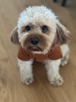 Cavapoo F1 na krytie - 8