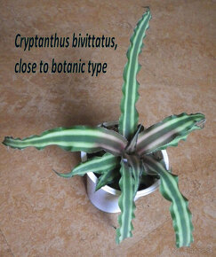 Terarijné bromélie Cryptanthus - 8