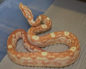 Aztec Boa constrictor - 8