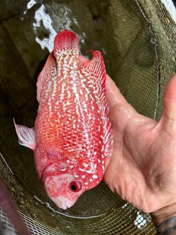 Flowerhorn King Kamfa Golden Basse Fader samica - 8