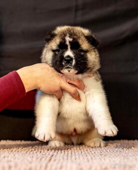 Americka Akita šteniatka - 8