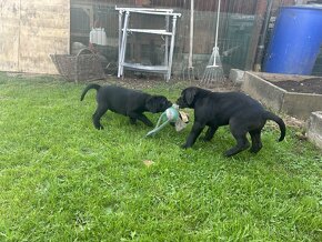 Predam cane corso - 8