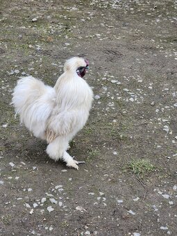 Predám kohúta Ayam Cemani, kohúta Hodvábničky - 8