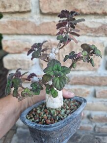Plectranthus ernestii sukulentny bonsai - 8