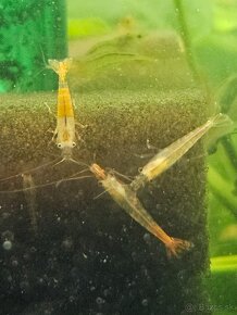 Krevetky neocaridina zig zag - 8