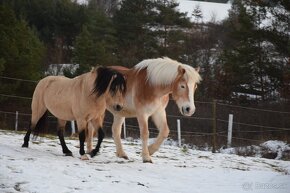 Charakterný pony žrebec - 8