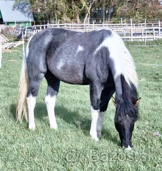 APH APHA PAINT HORSE ŽREBEC pripúšťanie - 8