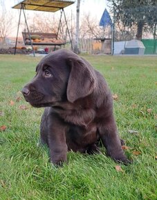 Labrador šteniatka čokoládové s rodokmeňom - 8