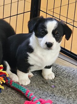 Prodám dvě fenky Welsh Corgi Cardigan, štěňata s PP - 8