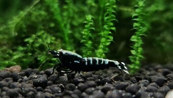 Krevetky caridina - 8