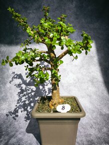 Bonsai sukulent Portulacaria afra - 8