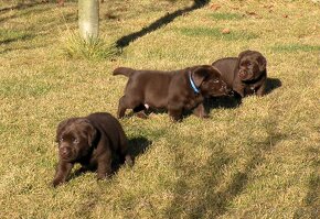 Labrador retriever čokoládové šteniatka s PP - 8