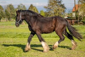 Shire horse klisna - 8