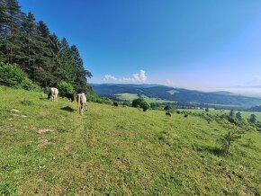 Obsadanie/výcvik koní/príprava na predaj - 8