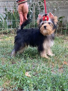 Yorkshire terrier, york, mini yorkshire, jorksirsky - 8