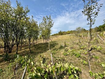 MAĎARSKO - BODVASZILAS VINNÁ PIVNICA, CHATA S POZEMKOM 1500  - 8