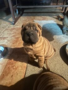 Šteniatka Sharpei, sarpej, sarpei - 8