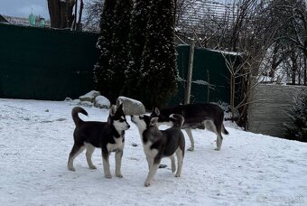 Predam šteniatka Sibírsky Husky - 8