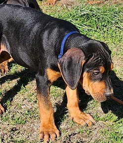 Louisiana Leopard,  Catahoula - 8