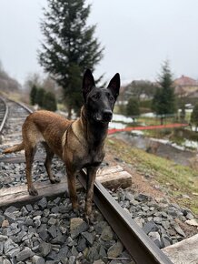 BELGICKÝ OVČIAK MALINOIS, CHS VERDONA SLOVAKIA - 8