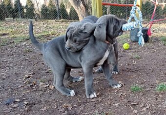 Cane corso - 8