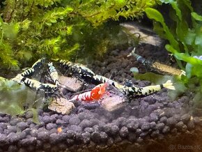 Caridina Black galaxy Fishbone - 8