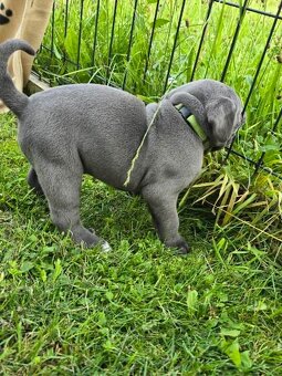 Cane corso krytie - 8