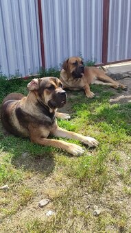 Cane Corso s PP - 8